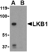 Antibody product image